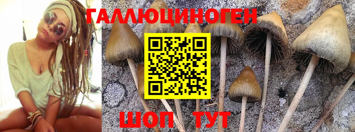 Галлюциногенные грибы GOLDEN TEACHER  Вход с VPN  купить  сайты  Мурманск 